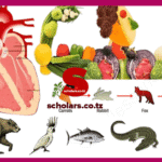 Topic 1: Classification Of Living Things - Biology Notes Form 2