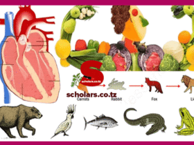 Topic 1: Classification Of Living Things - Biology Notes Form 2