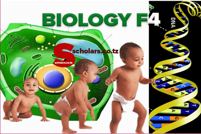 BIOLOGY FORM FOUR 4 (O'LEVEL) NOTES - ALL TOPICS
